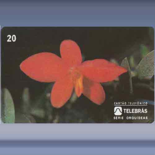 Sophronitis Coccinea Pygmea